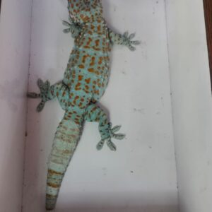 Ultra Rare Tokay Gecko Morph - Spesimen Kolektor Grade A++ Eksklusif